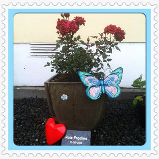 Rose's Story